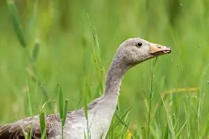 Zeeland: Greylag Goose