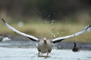 Zeeland: Greylag Goose