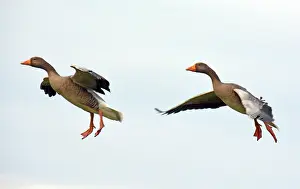 131219: Greylag Goose