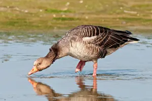 Greylag: Greylag Goose