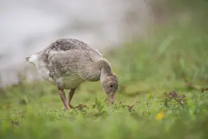 Greylag: Greylag Goose