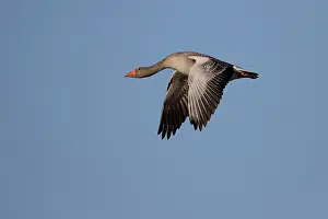 Greylag: Greylag Goose