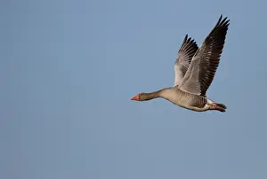 Greylag: Greylag Goose