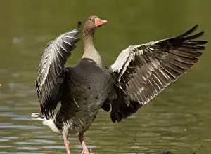 Greylag: Greylag Goose