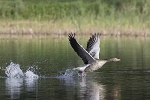 Taking: Greylag Goose - adult bird taking-off from water