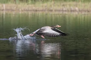 Taking: Greylag Goose - adult bird taking-off from water