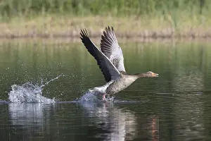 Taking: Greylag Goose - adult bird taking-off from water