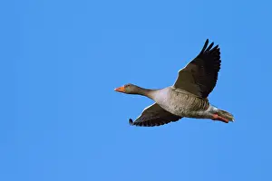 Graylag: Greylag Goose adult in flight