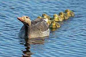Threaten: Greylag goose (Anser anser), adult bird swimming