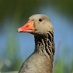Concentration: Greylag goose (Anser anser), Animal portrait, Attentive