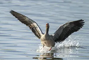 Lands: Greylag goose (Anser anser) approaching a body of water