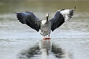 Flies: Greylag goose (Anser anser), approaching the water