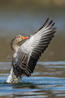 Nurse: Greylag goose ( anser anser) beats with the wings