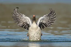 Nurse: Greylag goose ( anser anser) beats with the wings
