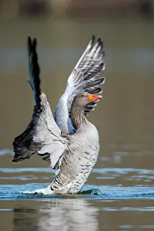 Nurse: Greylag goose ( anser anser) beats with the wings