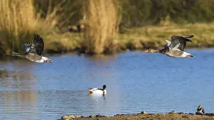 Flies: Greylag Goose, Anser anser, bird in flight over winter marshes