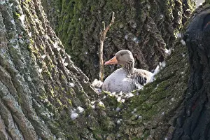 Incubate: Greylag goose (Anser anser), breeding on the nest