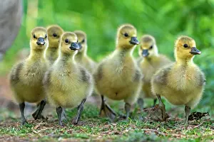 Sweet: Greylag goose (Anser anser) chick, wildlife, Germany