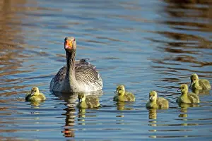 Sweet: Greylag goose (Anser anser), chick, wildlife, Germany