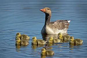 Sweet: Greylag goose (Anser anser), chick, wildlife, Germany