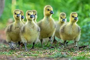 Sweet: Greylag goose (Anser anser), chick, wildlife, Germany