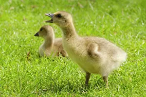 Greylag: Greylag Goose (Anser anser), chick, Lake Vienenb