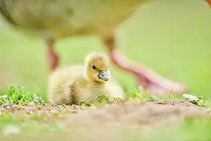 Greylag: Greylag goose (Anser anser) chick on a meadow, Bavaria