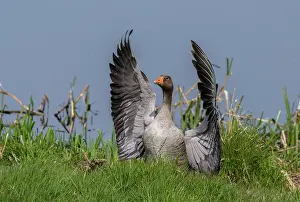 Soaring: Greylag goose, Anser anser, coming in to land by