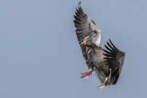 Soaring: Greylag goose, Anser anser, coming in to land by