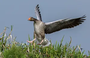 Soaring: Greylag goose, Anser anser, coming in to land by