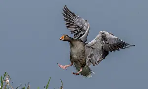 Soaring: Greylag goose, Anser anser, coming in to land by