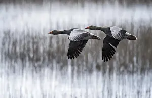 Ameland: Greylag Goose (Anser anser) couple in flight, T