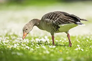 Pastures: Greylag goose (Anser anser) on a field