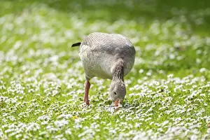 Pastures: Greylag goose (Anser anser) on a field