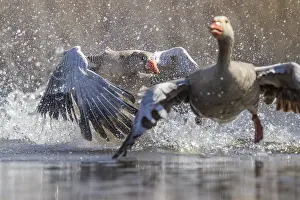 Defend: Greylag Goose (Anser anser) fighting to defend
