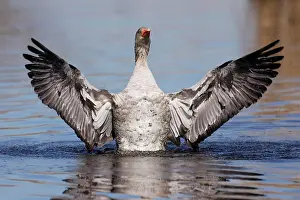 200421: Greylag goose (Anser anser) flapping its wings