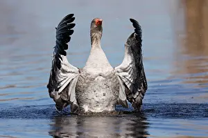 200421: Greylag goose (Anser anser) flapping its wings