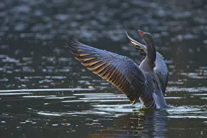 Lights: Greylag goose (Anser anser), flapping its wings in the water