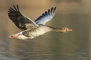 Duck Birds: Greylag Goose (Anser anser) flying