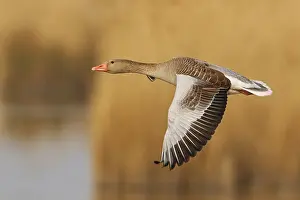 Austrias: Greylag Goose (Anser anser) flying