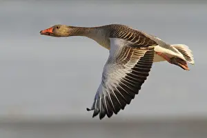Dutch: Greylag Goose (Anser anser) flying