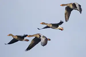 Dutch: Greylag Goose (Anser anser) flying, Netherlands