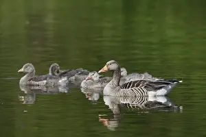 Float: Greylag goose (Anser anser) with goslings
