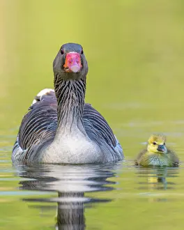 Greylag: Greylag goose (anser anser) with goslings on a lake