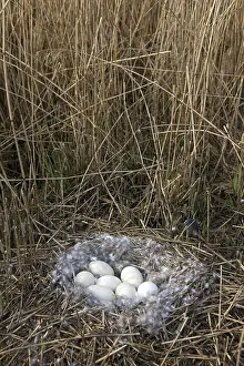 Greylag: Greylag Goose (Anser anser), Graylag Goose nest