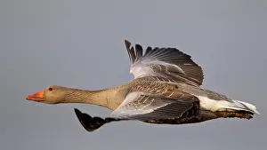 Mnsterland: Greylag goose (Anser anser), Greylag goose in flight