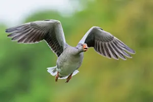 Hanover: Greylag goose (Anser anser), Hanover, Lower Saxony