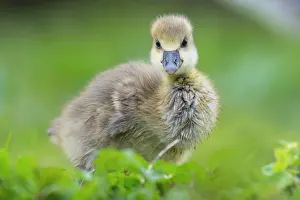 Hanover: Greylag goose ( anser anser) Hanover, Lower Saxony