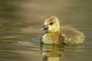 Greylag: Greylag goose (anser anser), Hanover, Lower Saxony