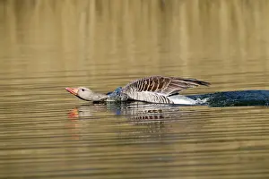 Intimidating: Greylag Goose (Anser anser) intimidating on water